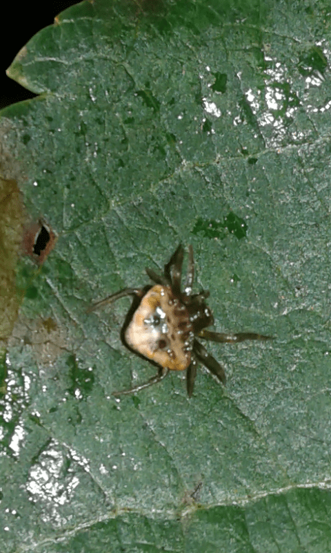 Cyrtarachne ixoides (Araneidae)?